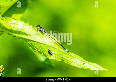 Una femmina blu-tailed Damselfly Ischnura elegans arroccato su una foglia, che mostra il colore viola forma violacea Foto Stock