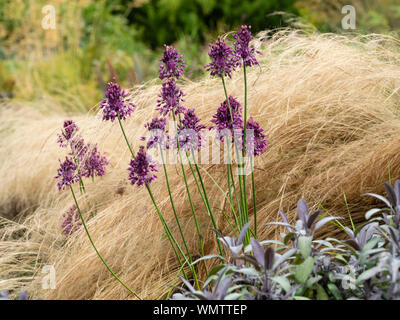 Le teste dei fiori di Allium carinatum ssp. pulchellum emerge attraverso la crescita feathery di Pennisetum villosum. La Salvia officinalis 'Purpurescens' nella parte anteriore Foto Stock