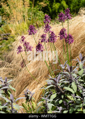 Le teste dei fiori di Allium carinatum ssp. pulchellum emerge attraverso la crescita feathery di Pennisetum villosum. La Salvia officinalis 'Purpurescens' nella parte anteriore Foto Stock