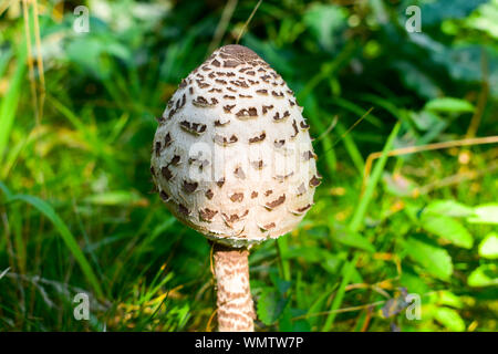 L'ombrellone fungo (Macrolepiota procera o Lepiota procera). Foto Stock