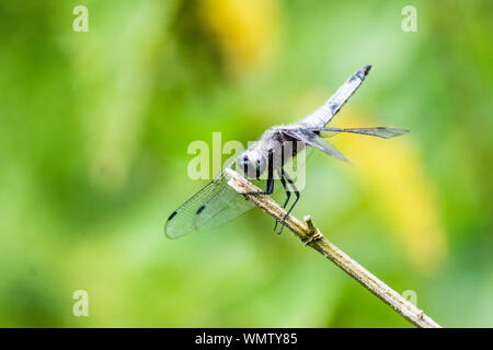 Una parte anteriore vista di 3/4 di un maschio di scarse chaser dragonfly, Libellula fulva, arroccato su una rotta stelo contro a sfocare lo sfondo di colore verde Foto Stock