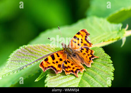 Un marrone e arancione virgola butterfly Polygonia c-album con le ali stese che riposa su una foglia Foto Stock