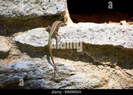 Comune di lucertola muraiola ( Podarcis muralis ) rock climbing Foto Stock