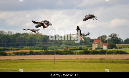Graylag oche Foto Stock
