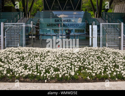 Ingresso della Skyway Monte Bianco stazione della funivia con un aiuola di edelweiss (Leontopodium alpinum) piante in fiore, Courmayeur, Aosta, Italia Foto Stock