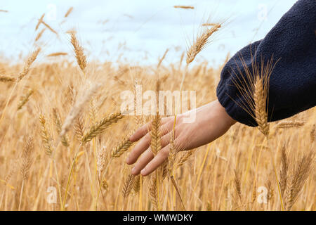 Campo di grano. Spighe di grano dorato vicino. La bellissima natura paesaggio al tramonto. Paesaggio rurale sotto la luce del sole splendente. Sfondo di orecchie di maturazione di me Foto Stock