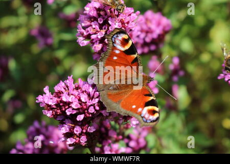 Farfalla Peacock con ali allungate su fiori verbena viola Foto Stock