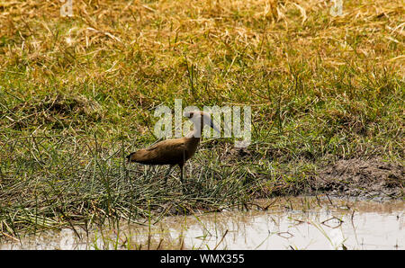 Hamerkop (Scopus umbretta). Busanga Plains. Parco Nazionale di Kafue. Zambia Foto Stock