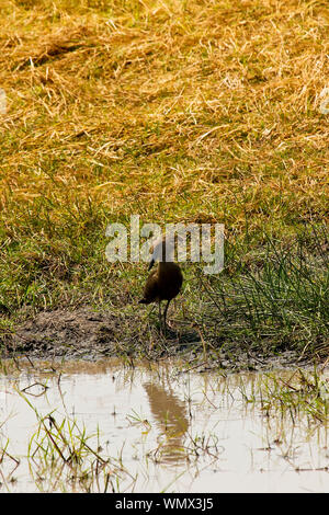 Hamerkop (Scopus umbretta). Busanga Plains. Parco Nazionale di Kafue. Zambia Foto Stock