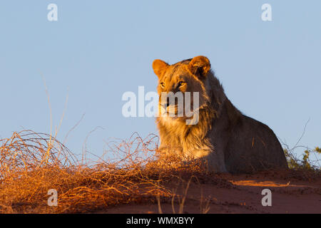 Un maschio di leone poggia sulla cima di dune rosse del Kalahari. Foto Stock