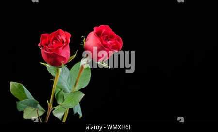 Due perfetti rose rosse su uno sfondo nero, con abbondanza di spazio di copia Foto Stock