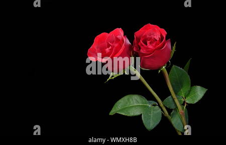 Due perfetti rose rosse su uno sfondo nero, con abbondanza di spazio di copia Foto Stock