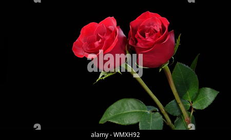 Due perfetti rose rosse su uno sfondo nero, con abbondanza di spazio di copia Foto Stock