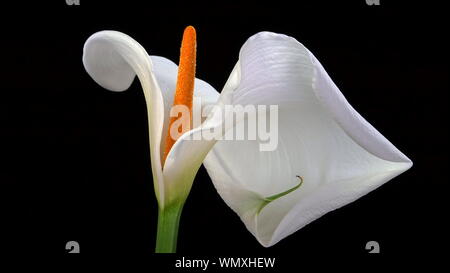 Un singolo, bella bianca Calla Lily (Zantedeschia aethiopica, noto anche come Arum Lily) isolato su sfondo nero Foto Stock