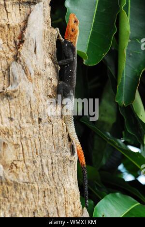 Close-up di un Rosso intitolata Rock AGAMA SA su un albero di palma nel sud della Florida, Stati Uniti d'America Foto Stock