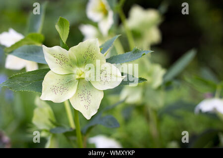 White hellebores pop up nel Edmonds giardini in primavera, a Christchurch, Nuova Zelanda Foto Stock