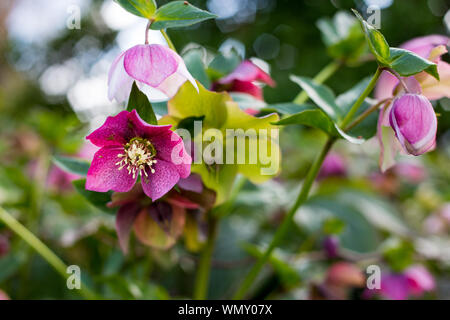 Rosa grazioso hellebores fioritura in primavera nei giardini Edmonds, Christchurch, Nuova Zelanda Foto Stock