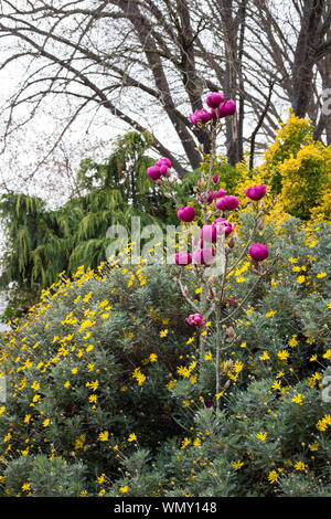 Una giovane e bella magnolia è coperto in enormi bellissimi fiori di magenta in primavera a Giardini Edmonds, Christchurch, Nuova Zelanda Foto Stock