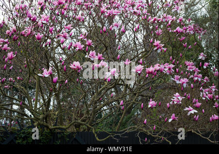 Bella Magnolia alberi con grandi fiori di colore rosa fioritura all'inizio di primavera a Canterbury, Nuova Zelanda