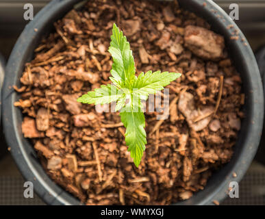 Coltivazione di canapa Foto Stock