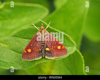 Piccola micro-moth Pyrausta Aurata con oro e porpora scale modellato su forewings superiore e addome striato sul fogliame verde - Gloucestershire, Inghilterra Foto Stock