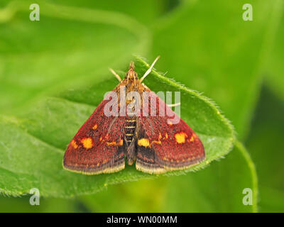 Piccola micro-moth Pyrausta Aurata con oro e porpora scale modellato su forewings superiore e addome striato sul fogliame verde - Gloucestershire, Inghilterra Foto Stock