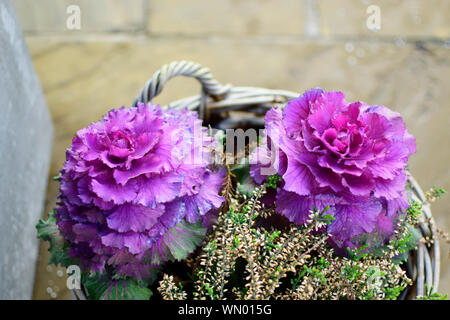 Il viola e il verde ornamentale fiori di cavolo con waterdrop nel parco all'aperto in stagione invernale. Foto Stock