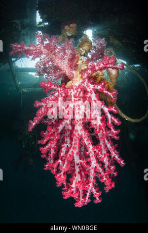 La vibrante coralli molli, Dendronephthya sp., e altre specie di crescere al di sotto di un pontile galleggiante in mezzo al telecomando, isole equatoriali del Raja Ampat, Indonesia. Foto Stock