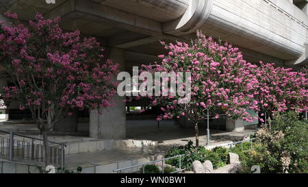 Rosa Lagerstroemia gli alberi del Parco Basso Foto Stock