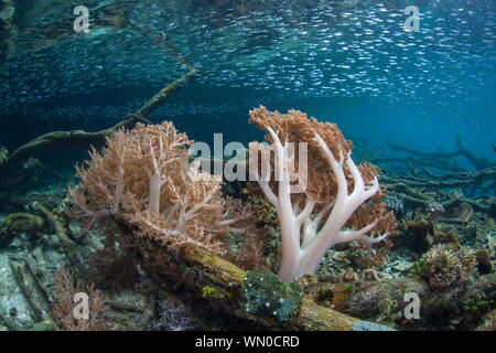 Coralli molli, Dendronephthya sp., prosperano in acque poco profonde in mezzo alle isole remote di Raja Ampat, Indonesia. Questa regione equatoriale è possibilmente Foto Stock