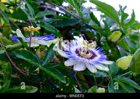 Viola passione fiore di primavera o passiflora caerulea, bianco e blu fiore con foglie verdi e gocce di acqua in buone condizioni meteorologiche a stagione primaverile. Foto Stock