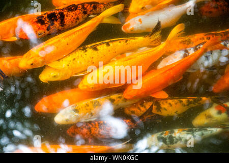 Goldfish raccolta, carpe koi Foto Stock