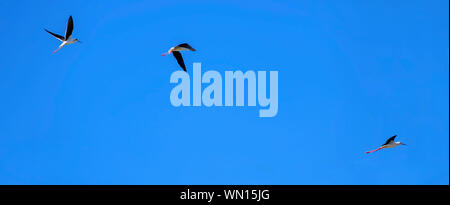 Tre Black-winged stilt, scientificamente noti come, Himantopus himantopus, volare nel cielo blu chiaro. Foto Stock