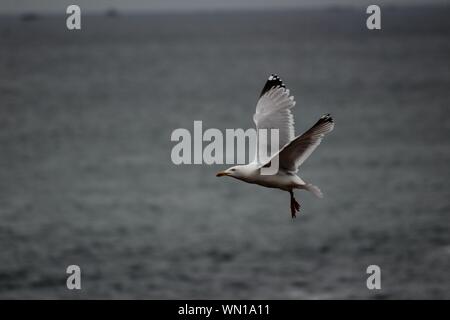 Primo piano di un gabbiano che vola in basso sul mare livello Foto Stock