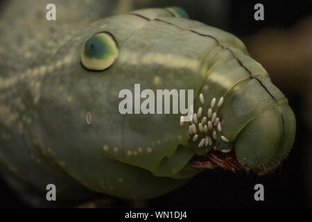 Un sphingid caterpillar con parassitoide tachinid volare le uova vicino alla sua testa. Una volta che le uova si schiudono fly larva mangerà il caterpillar. Foto Stock