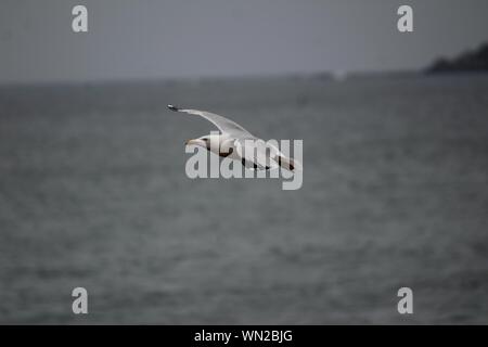 Primo piano di un gabbiano che vola in basso sul mare livello Foto Stock