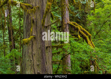 Western Red Cedar, Thuja plicata e Sitka Sprude, Picea sitchensis, con vite Acero Acer circinatum, nella foresta di federazione stato parco nei pressi del Monte Rai Foto Stock