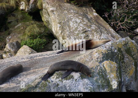 Seal rock di Milford Sound Foto Stock