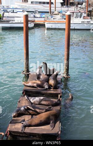 I leoni di mare crogiolarvi al sole su una dock a Newport, Oregon, Stati Uniti d'America. Foto Stock