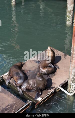 I leoni di mare crogiolarvi al sole su una dock a Newport, Oregon, Stati Uniti d'America. Foto Stock