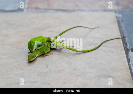 I ramarri, la Carolina Anole, accoppiamento Foto Stock