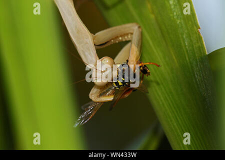 Brown Unione mantide religiosa o latino mantid mantide religiosa simbolo dello stato del Connecticut mangiando un live wasp polistes su una foglia in estate in Italia Foto Stock