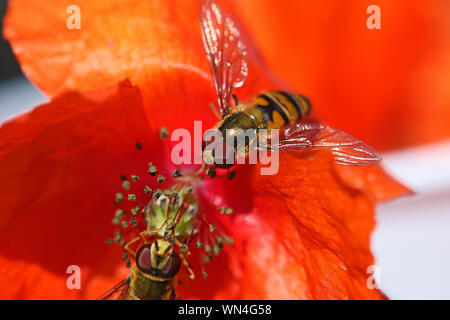Tiny hover fly o fiore fly latino volucris Eupeodes, famiglia Syrphidae alimentazione su un comune petalo papavero papver latina rhoeas in primavera molto vicino fino Foto Stock