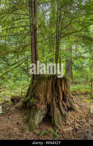 Western Hemlock, Tsuga heterophylla, crescendo da Western Red Cedar, Thuja plicata, il moncone in Federazione Foresta Stato parco nei pressi del Monte Rainier, Washingt Foto Stock