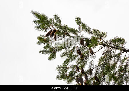 Abete di Douglas, Pseudotsuga menziesii, ramo con aghi e pigne in Federazione Foresta Stato parco nei pressi del Monte Rainier, nello Stato di Washington, USA Foto Stock