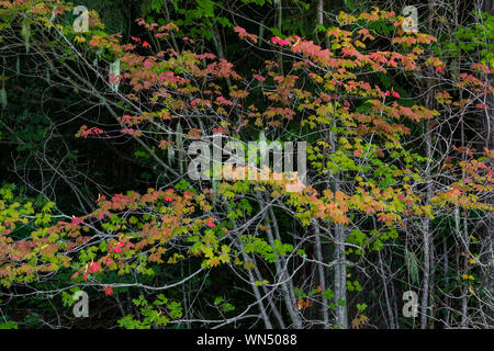 Vite Acero Acer circinatum, iniziando a diventare rosso in autunno in Federazione Foresta Stato parco nei pressi del Monte Rainier, nello Stato di Washington, USA Foto Stock