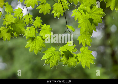 Vite Acero Acer circinatum, foglie con gocce di pioggia nella foresta di federazione stato parco nei pressi del Monte Rainier, nello Stato di Washington, USA Foto Stock