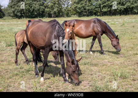 Cavalli al pascolo. Tre brown mares con due puledri di pascolare su un verde prato estivo. Focus sulla parte anteriore la madre e il bambino. Foto Stock