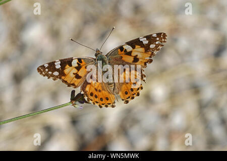 Dipinto di lady butterfly in estate molto vicino latino cynthia cardui o vanessa cardui alimentazione su una boccola di lavanda o lavandula in Italia in estate Foto Stock