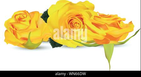 Collezione rosa gialla. Delicato di rose. Ritocco dettagliata. Flower close up. 3D realistiche rose con foglie verdi su sfondo bianco. Illustrazione Vettoriale Illustrazione Vettoriale